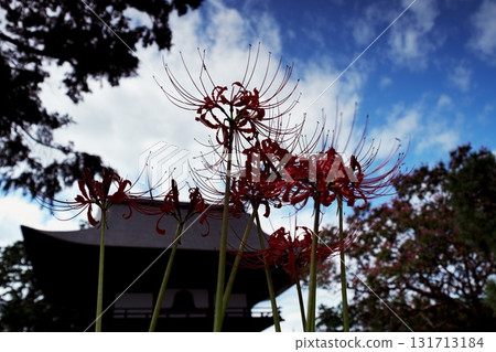 寺廟大門和紅花 寺廟大門和紅花 131713184