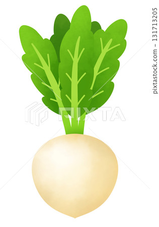 Illustration of turnip Illustration of turnip 131713205