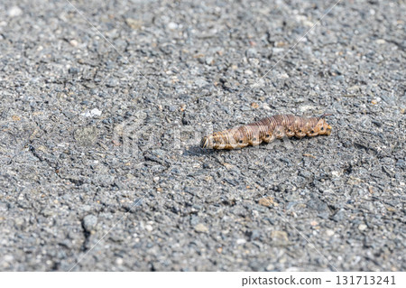 毛毛蟲在路上爬行（蝦麻雀幼蟲） 131713241