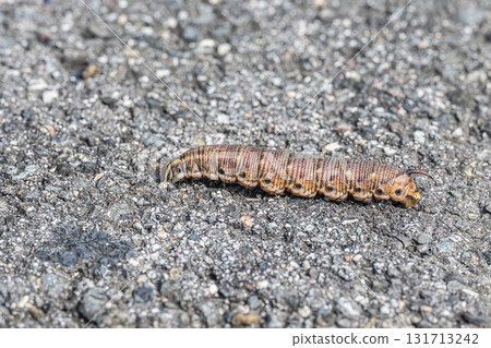 Caterpillar (shrimp fly larva) crawling on the road 131713242