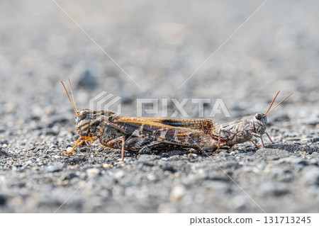 棕色蚱蜢在路上交配 131713245