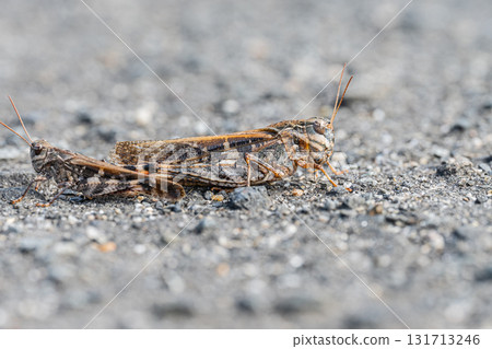 Brown grasshoppers mating on the road Brown grasshoppers mating on the road 131713246