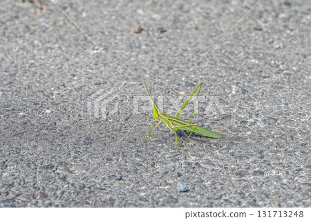 Shorurigata 131713248