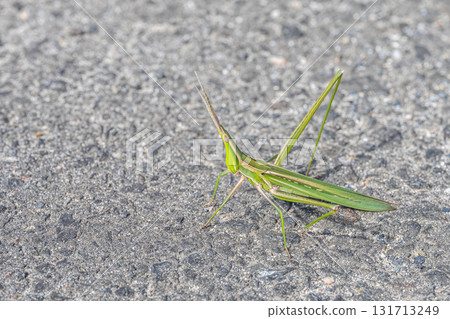 Shorurigata 131713249