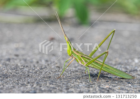 Shorurigata 131713250