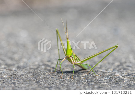 Shorurigata 131713251