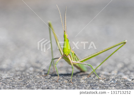 Shorurigata 131713252