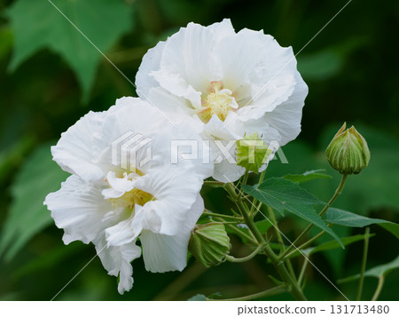 白色芙蓉花開始綻放 白色芙蓉花開始綻放 131713480