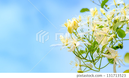 鐵線蓮的白花 鐵線蓮的白花 131713523
