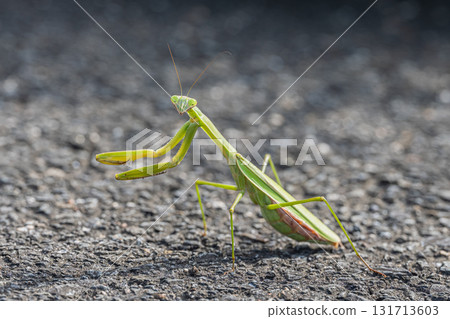 Mantis on the street 131713603