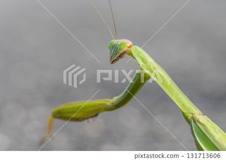 Mantis on the street 131713606