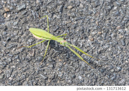 Mantis on the street Mantis on the street 131713612