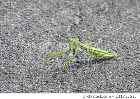 Mantis on the street Mantis on the street 131713613