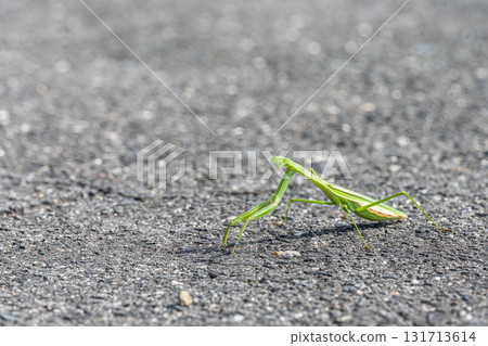 Mantis on the street 131713614