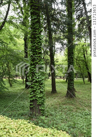 Fresh greenery in the West Garden of Inokashira Park Fresh greenery in the West Garden of Inokashira Park 131713653