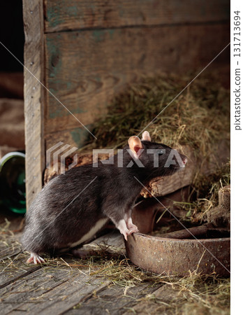 Rat in an old wooden barn. Rat in an old wooden barn. 131713694
