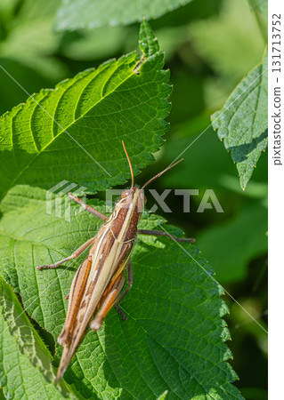 Patanga japonica Patanga japonica 131713752