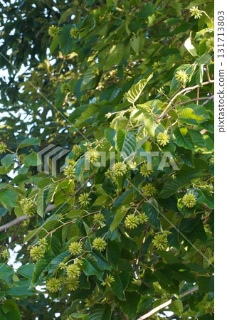 九月小燭樹果實 - 2025年9月 131713803