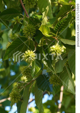 九月小燭樹果實 - 2025年9月 九月小燭樹果實 - 2025年9月 131713809