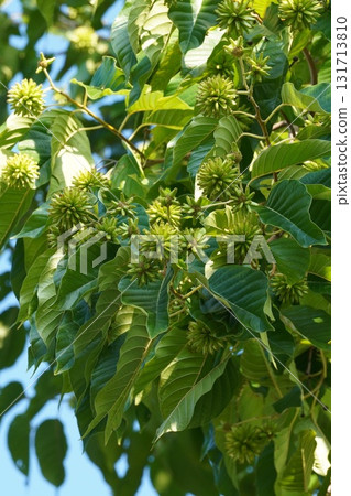 九月小燭樹果實 - 2025年9月 九月小燭樹果實 - 2025年9月 131713810