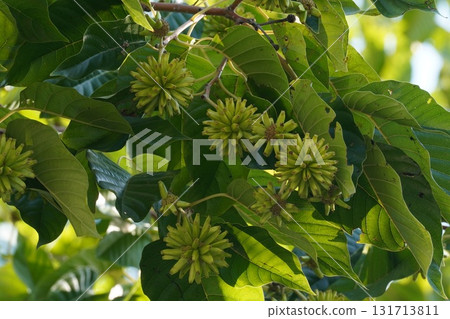 九月小燭樹果實 - 2025年9月 九月小燭樹果實 - 2025年9月 131713811