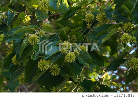 九月小燭樹果實 - 2025年9月 九月小燭樹果實 - 2025年9月 131713812