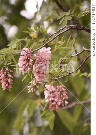 刺槐,刺槐 刺槐,刺槐 131714037