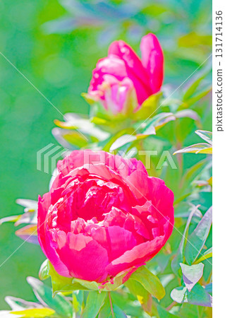 房子周圍的花朵隨季節而變化。 房子周圍的花朵隨季節而變化。 131714136