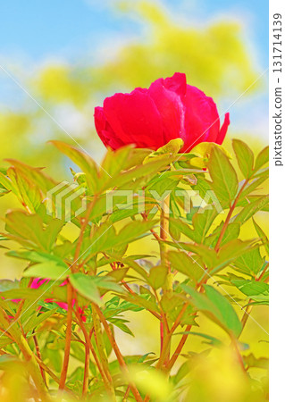 房子周圍的花朵隨季節而變化。 131714139