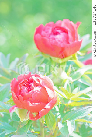 房子周圍的花朵隨季節而變化。 房子周圍的花朵隨季節而變化。 131714140