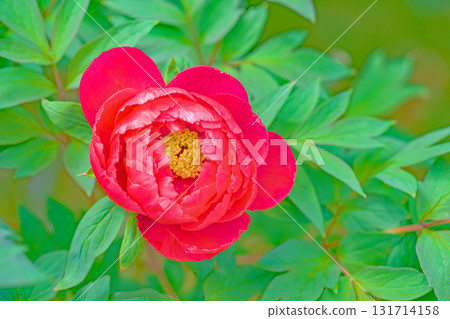 Flowers around the house, various in all four seasons. The trees in the nearby peony garden are colored with pink and red flowers. 131714158