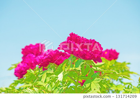 Flowers around the house, various in all four seasons. The trees in the nearby peony garden are colored with pink and red flowers. Flowers around the house, various in all four seasons. The trees in the nearby peony garden are colored with pink and red flowers. 131714209