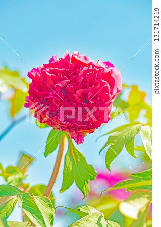 Flowers around the house, various in all four seasons. The trees in the nearby peony garden are colored with pink and red flowers. 131714219
