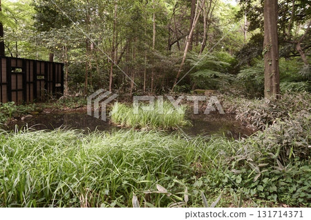 井之頭公園、小鳥森林、鳥類保護區的新鮮綠意 131714371