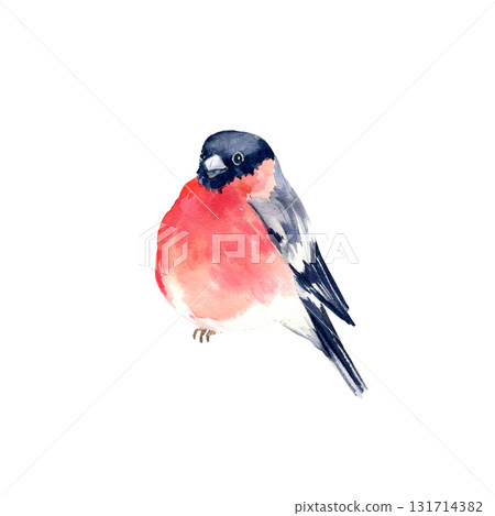watercolor red and black bullfinch bird, hand drawn sketch of flying animal in wildlife, seasonal bird, isolated on white background, winter illustration for Christmas decoration, natural picture watercolor red and black bullfinch bird, hand drawn sketch of flying animal in wildlife, seasonal bird, isolated on white background, winter illustration for Christmas decoration, natural picture 131714382