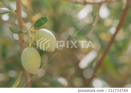 Cluster of green olives on branch in Mediterranean sunlight. Cluster of green olives on branch in Mediterranean sunlight. 131714784