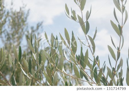 Natural background with olive tree branches against sky and silvery green leaves. Natural background with olive tree branches against sky and silvery green leaves. 131714799