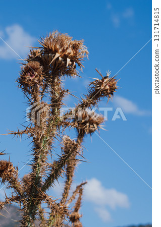 Dry thistle against blue sky 131714815