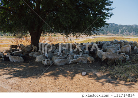 Sheep herd resting in the shade under a tree during summer heat. 131714834