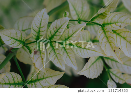 White and green leaves of Campsis vine from the Bignoniaceae family natural plant background. 131714863