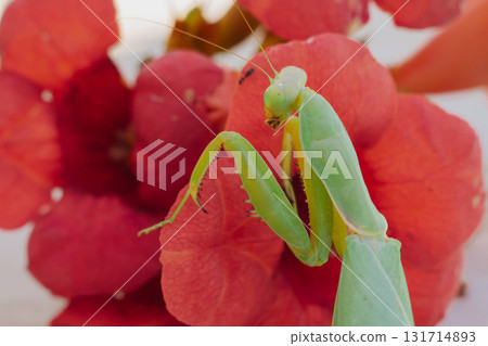Green European mantis posing and smiling against the background of a red flower 131714893