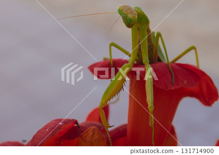 Green European mantis posing and smiling against the background of a red flower 131714900