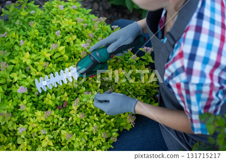 gardener trimming bush with electric shears in garden 131715217