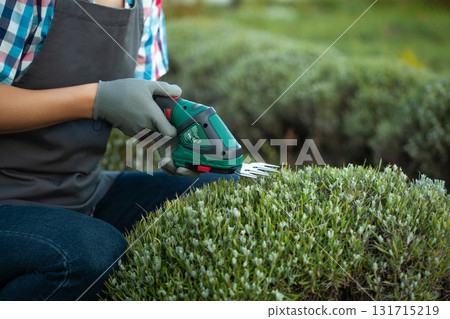 gardener trimming bush with electric shears in garden 131715219