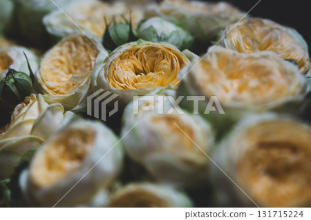 Beautiful yellow pion-shaped rose. Bouquet Shrub roses. Illuminating yellow. Beautiful yellow pion-shaped rose. Bouquet Shrub roses. Illuminating yellow. 131715224