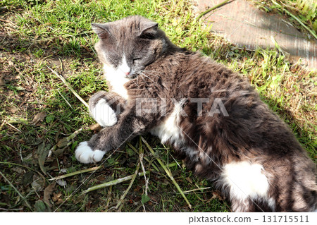 Gray cat lying on its side squinting in the sun 131715511