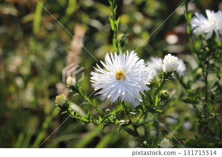 White aster with buds in a flowerbed on a sunny autumn day in the garden 131715514