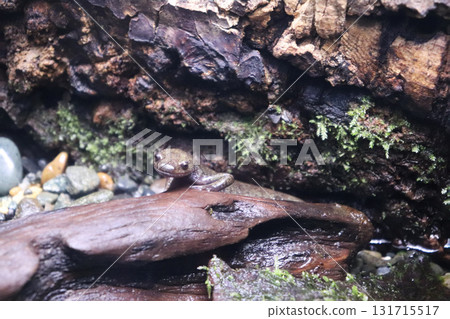 Japanese black salamander, a small resident of the quiet forest 131715517