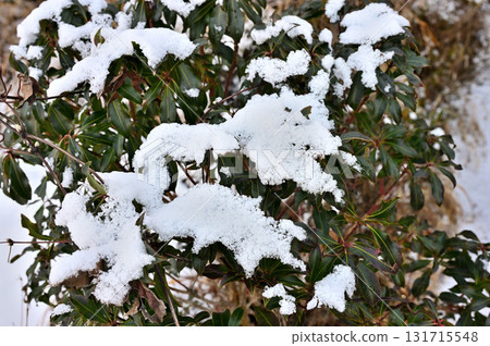Snow-covered andromeda trees on Mount Echizen in the Aitaka Mountains 131715548