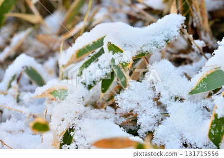 阿席達卡山脈的越前岳:新雪覆蓋的竹林 阿席達卡山脈的越前岳:新雪覆蓋的竹林 131715556